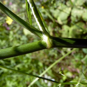 Photographie n°81296 du taxon Sison amomum L. [1753]