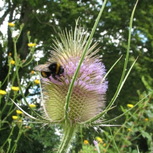 Photographie n°81300 du taxon Dipsacus fullonum L. [1753]