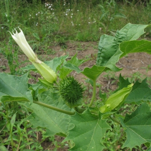 Photographie n°81302 du taxon Datura stramonium L. [1753]