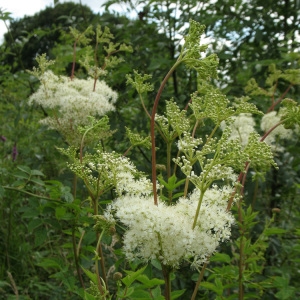 Spiraea quinqueloba Baumg. (Fausse Spirée)