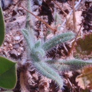 Photographie n°81310 du taxon Plantago L. [1753]