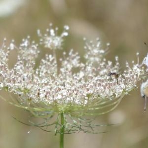 Photographie n°81315 du taxon Daucus carota subsp. carota