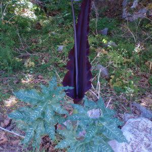 Photographie n°81318 du taxon Dracunculus vulgaris Schott [1832]