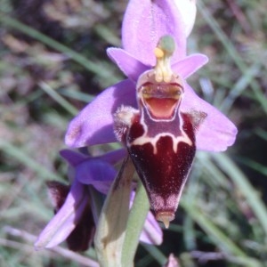 Photographie n°81332 du taxon Ophrys L. [1753]