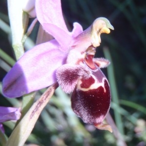 Photographie n°81333 du taxon Ophrys L. [1753]
