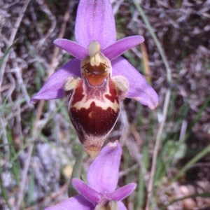 Photographie n°81334 du taxon Ophrys L. [1753]