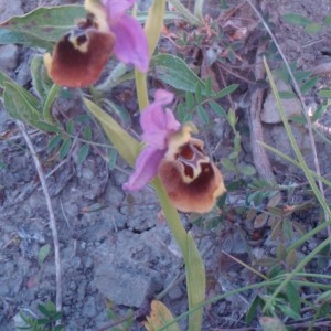 Photographie n°81336 du taxon Ophrys episcopalis Poir. [1816]