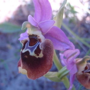 Photographie n°81337 du taxon Ophrys episcopalis Poir. [1816]