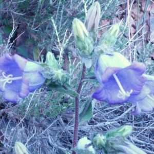 Photographie n°81340 du taxon Campanula L. [1753]