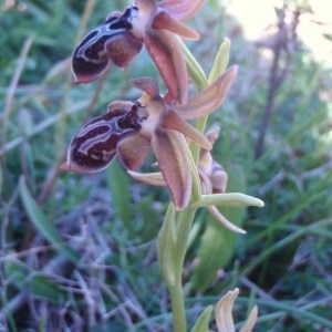 Photographie n°81346 du taxon Ophrys L. [1753]