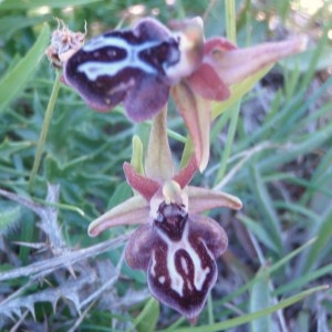 Photographie n°81347 du taxon Ophrys L. [1753]