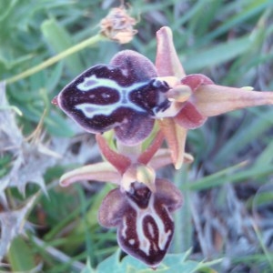 Photographie n°81348 du taxon Ophrys L. [1753]