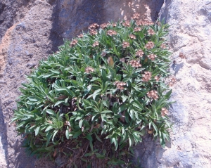 Genevieve Botti, le 27 mai 2012 (Grèce (Crête : Plateau du Lassithi))