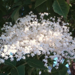 Photographie n°81369 du taxon Sambucus nigra L. [1753]