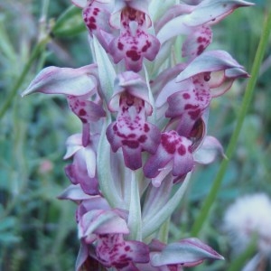 Photographie n°81371 du taxon Orchis coriophora subsp. fragrans (Pollini) K.Richt. [1890]