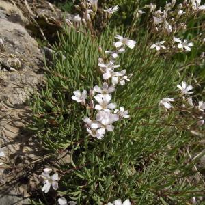 Photographie n°81379 du taxon Gypsophila repens L. [1753]