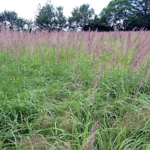 Photographie n°81392 du taxon Calamagrostis epigejos (L.) Roth [1788]