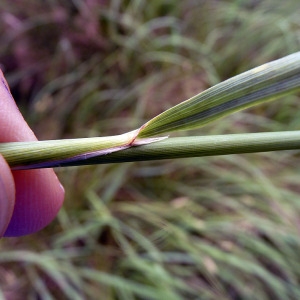 Photographie n°81399 du taxon Calamagrostis epigejos (L.) Roth [1788]