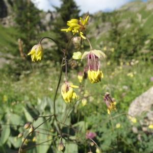 Thalictrum foetidum L. (Pigamon fétide)