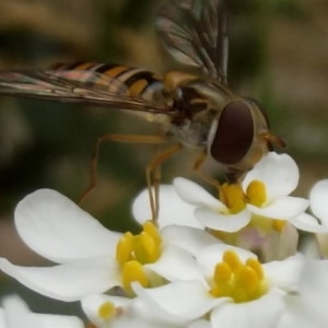 Photographie n°81448 du taxon Iberis pinnata L. [1755]