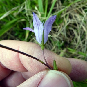 Photographie n°81460 du taxon Campanula rapunculus L. [1753]