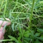  Emmanuel Stratmains - Centaurea scabiosa L. [1753]