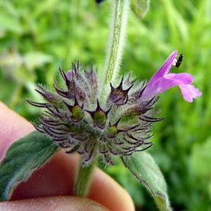 Photographie n°81473 du taxon Clinopodium vulgare L.