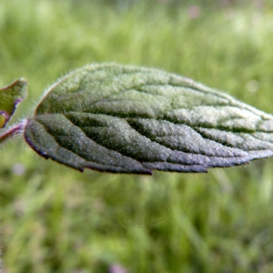 Photographie n°81475 du taxon Clinopodium vulgare L.