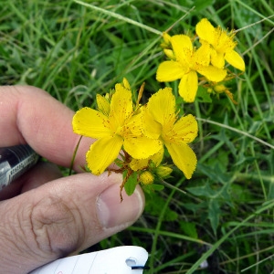 Hypericum quadrangulum L. (Millepertuis à quatre ailes)