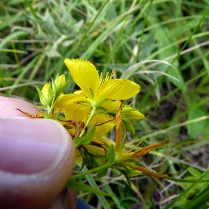 Photographie n°81478 du taxon Hypericum quadrangulum L. [1753]