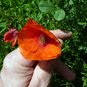 Photographie n°81488 du taxon Papaver rhoeas L.