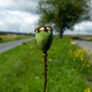 Photographie n°81494 du taxon Papaver rhoeas L.