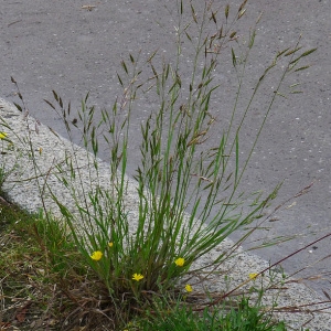 Photographie n°81516 du taxon Bromus arvensis L. [1753]