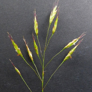 Photographie n°81518 du taxon Bromus arvensis L. [1753]