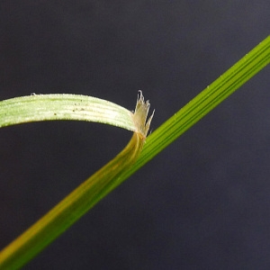 Photographie n°81520 du taxon Bromus arvensis L. [1753]