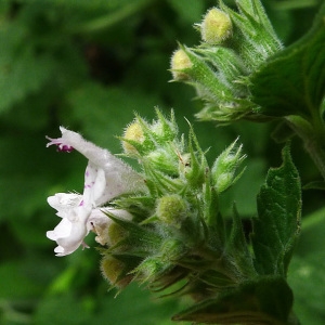 Photographie n°81536 du taxon Nepeta cataria L. [1753]