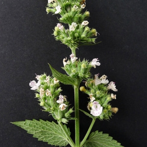  - Nepeta cataria L. [1753]