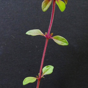 Photographie n°81549 du taxon Thymus pulegioides L. [1753]