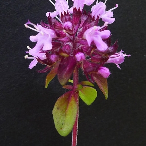 Photographie n°81550 du taxon Thymus pulegioides L. [1753]