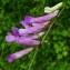  Bertrand BUI - Vicia villosa subsp. varia (Host) Corb. [1894]