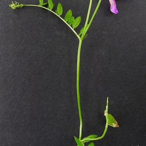 Photographie n°81557 du taxon Vicia villosa subsp. varia (Host) Corb. [1894]