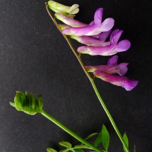 Photographie n°81559 du taxon Vicia villosa subsp. varia (Host) Corb. [1894]