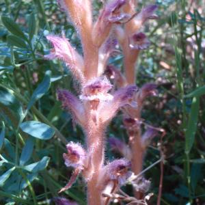 Photographie n°81560 du taxon Orobanche L. [1753]