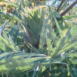 Photographie n°81567 du taxon Cynara scolymus L. [1753]