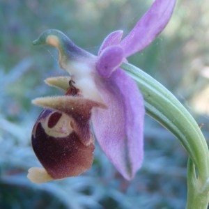 Photographie n°81572 du taxon Ophrys L. [1753]