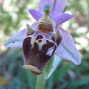 Photographie n°81573 du taxon Ophrys L. [1753]