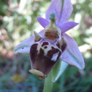 Photographie n°81574 du taxon Ophrys L. [1753]