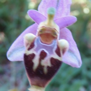 Photographie n°81575 du taxon Ophrys L. [1753]