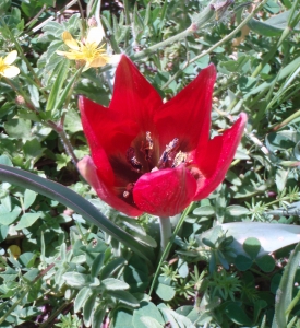 Genevieve Botti, le 29 mai 2012 (Grèce (Crête : Rethymno))