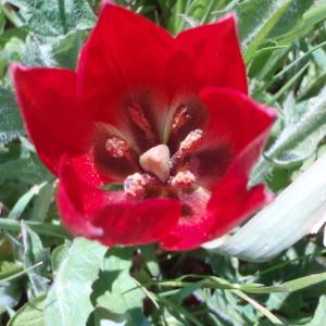 Photographie n°81585 du taxon Tulipa L. [1753]